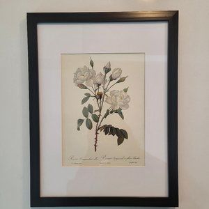 Framed Vintage Pierre Joseph Redoute Print